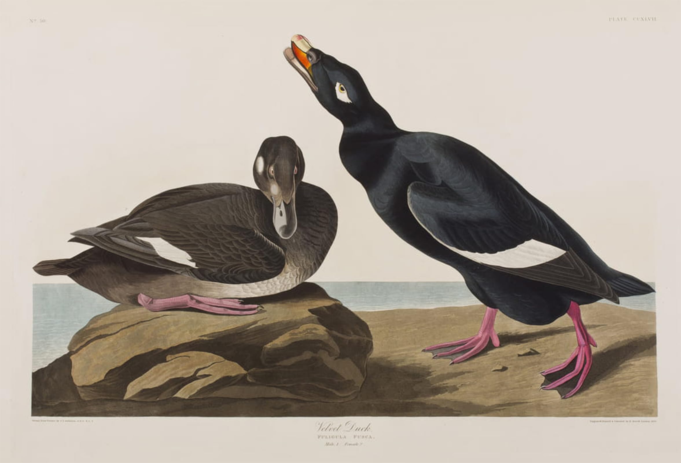 Serendipitp No Frame Vintage Wall Art Canvas Nordic Poster Canvas Print Picture Illustration From Birds Of America By John Jamess Audubon Wall Art Poster For Home Decor 60X90cm
