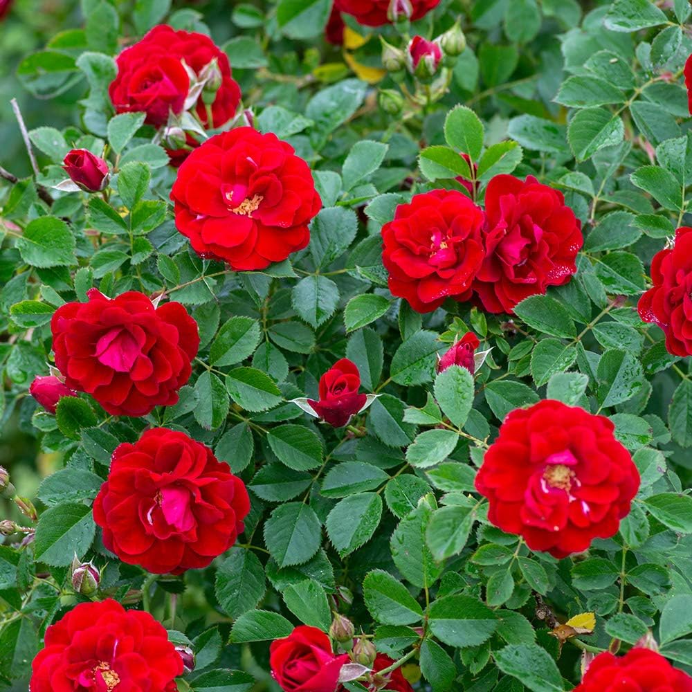 Heirloom Climbing Roses, Live Own Root Plant for Outdoor Garden, Cherry Frost™, Lightly Fragrant, Hardiness Zones 4-8, Repeat Blooming