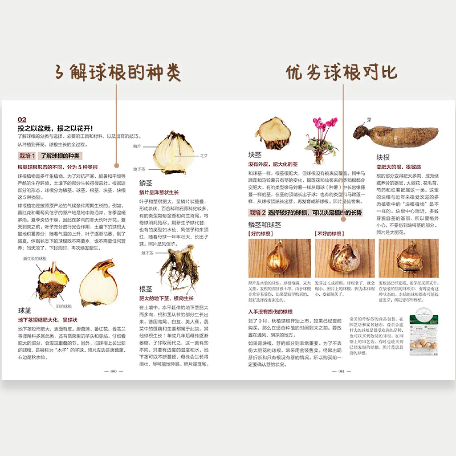 球根花卉趣生活 不用种子 超漂亮 超好养 百合水仙郁金香风信子 日本园艺家手把手教你打造绿植墙 阳台花园 松田行弘胡铂 Amazon Es Libros