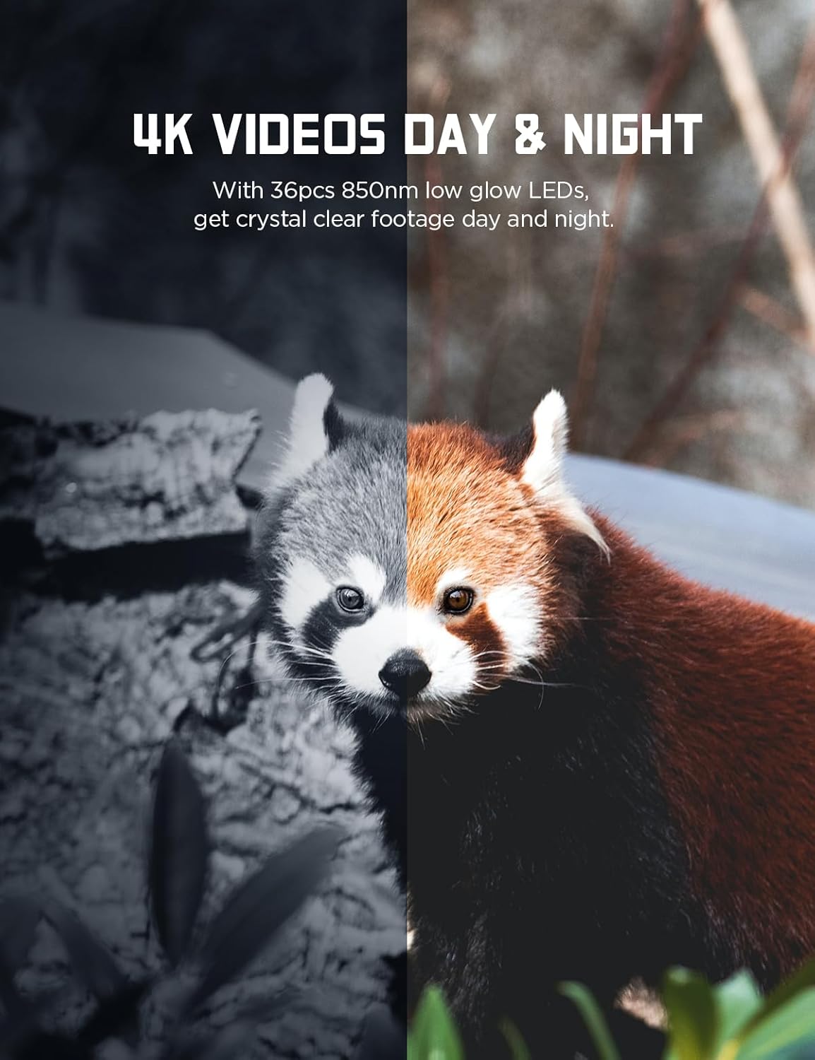 Immagine divisa che mostra un panda rosso alla luce del giorno da un lato e in visione notturna in bianco e nero dall'altro, dimostrando la qualità video 4K di giorno e di notte.