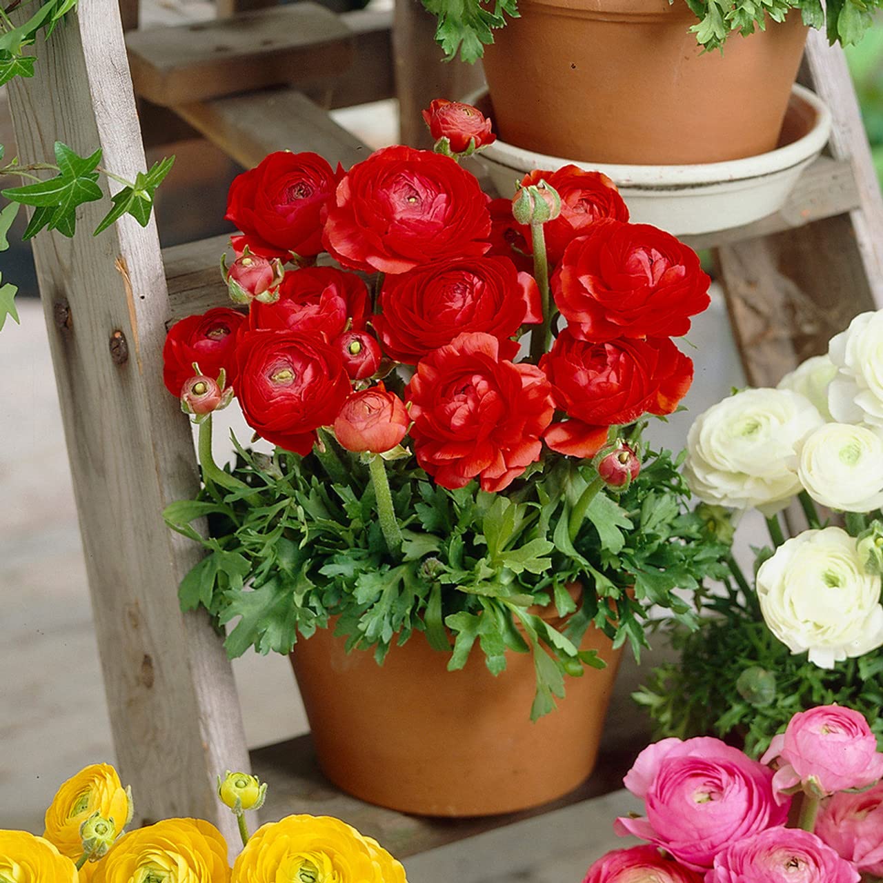 Ranunculus Flower Bulbs Combo pack of 1 BY Zabbus (B0BP35PN6V) Amazon Price History, Amazon Price Tracker