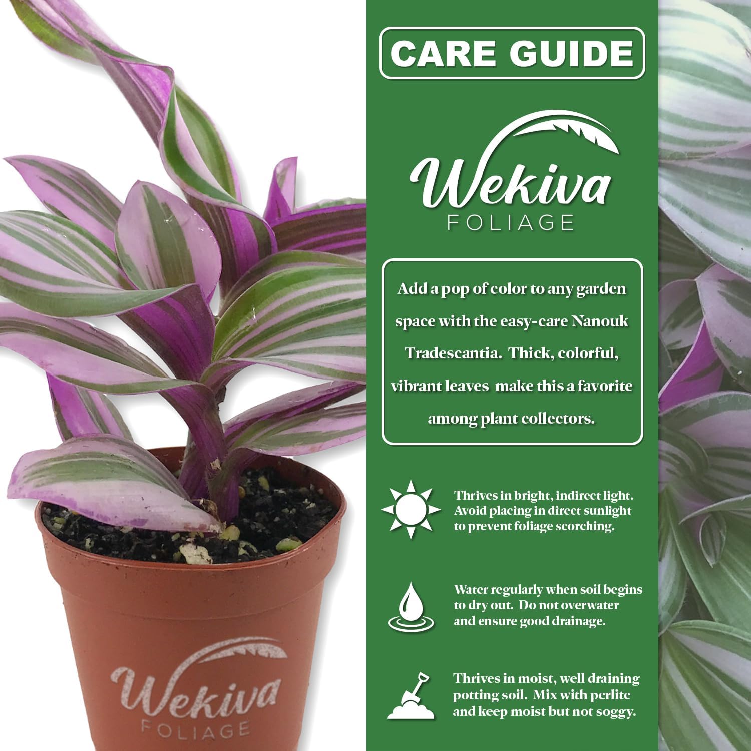 Tradescantia Nanouk - Wandering Jew - 3 Live Starter Plants - Tradescantia Albiflora - Elegant Colorful Tropical Indoor Trailing Vine with Striking Foliage