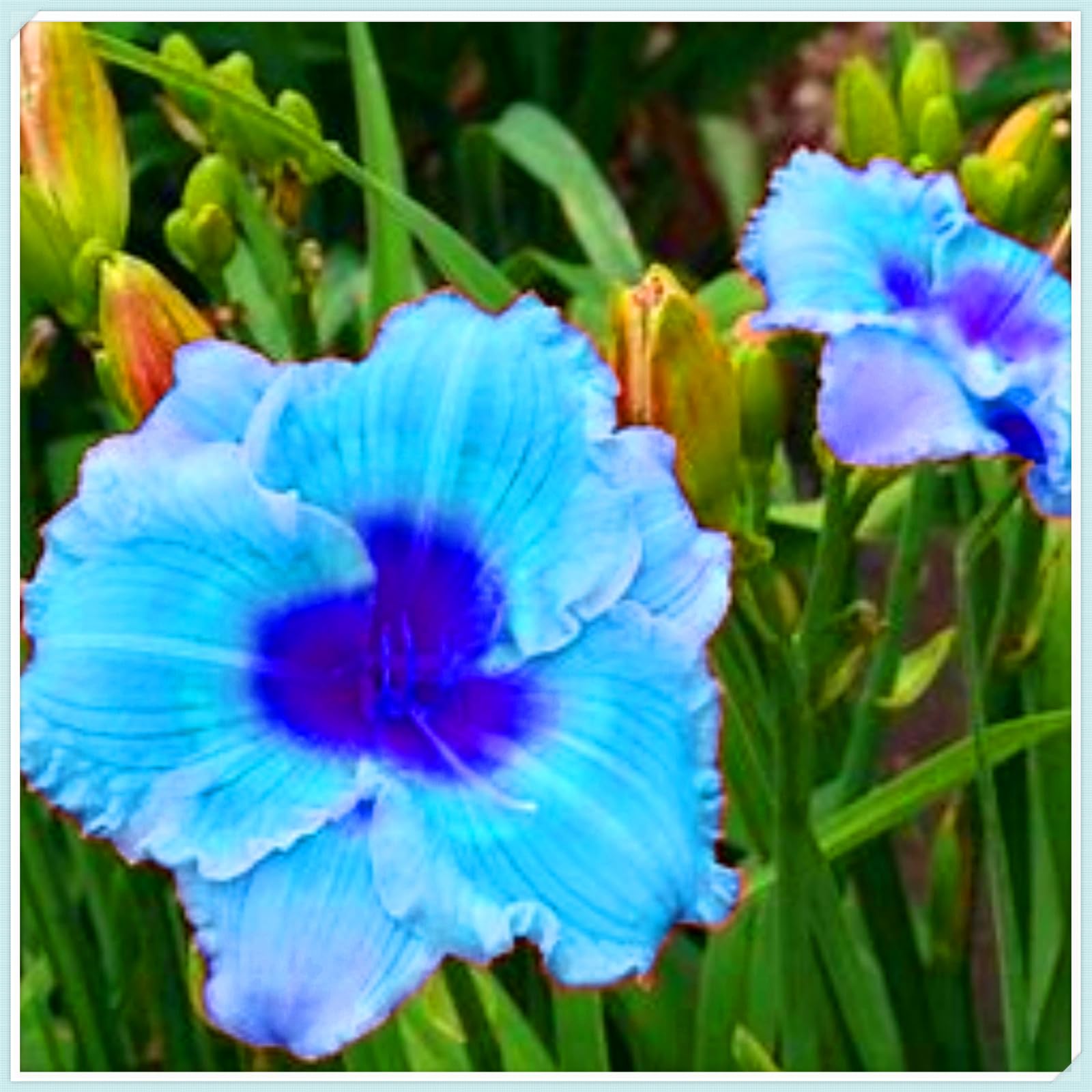 Perennial, Daylily Bulbs, Hardy, Professional for Beautiful Garden Displays-8 Bulbs-C