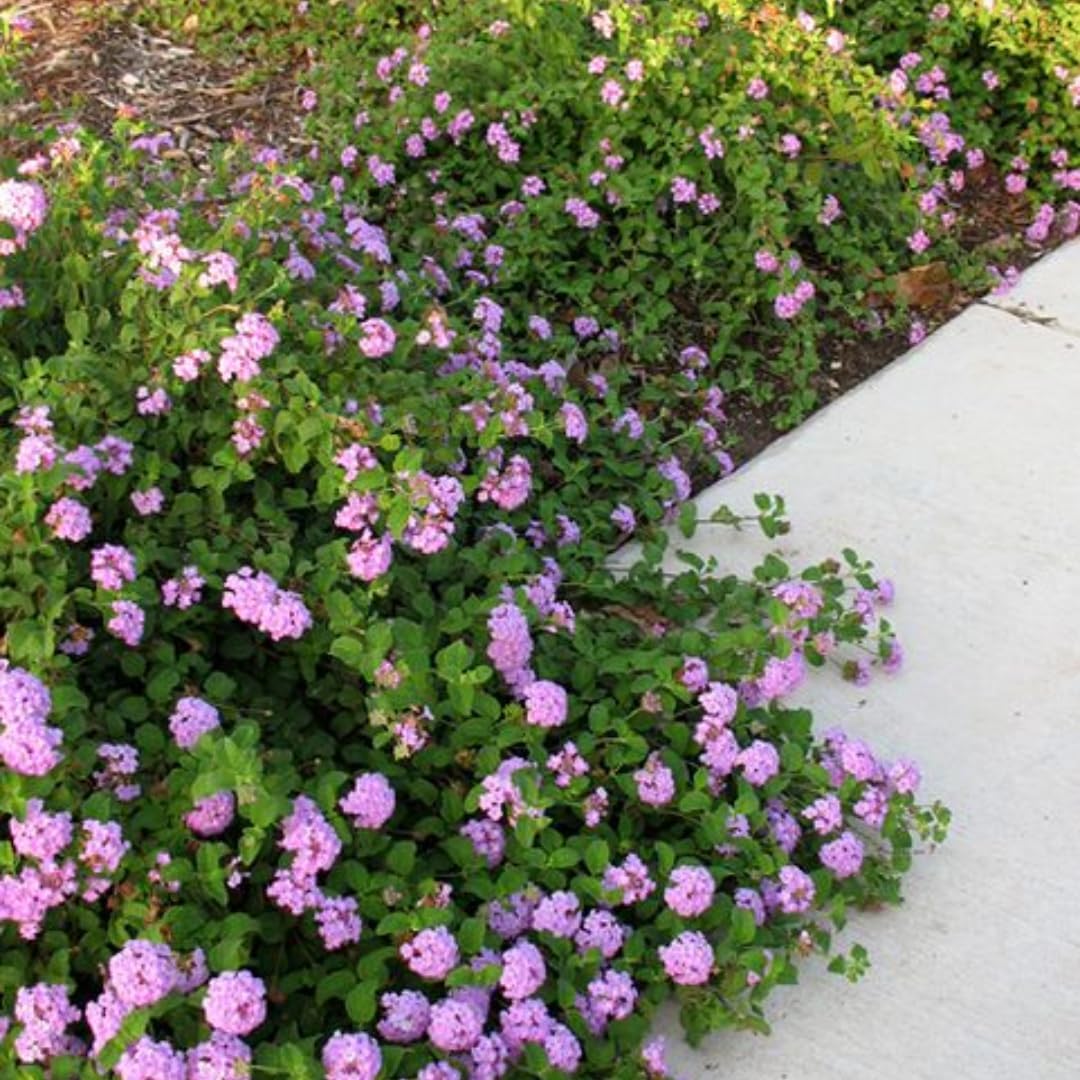 Purple Lantana Plants Live | 4 to 6 Inch Tall Starter Plant, Colorful Decorative Garden Plant for Outdoor or Container Growing