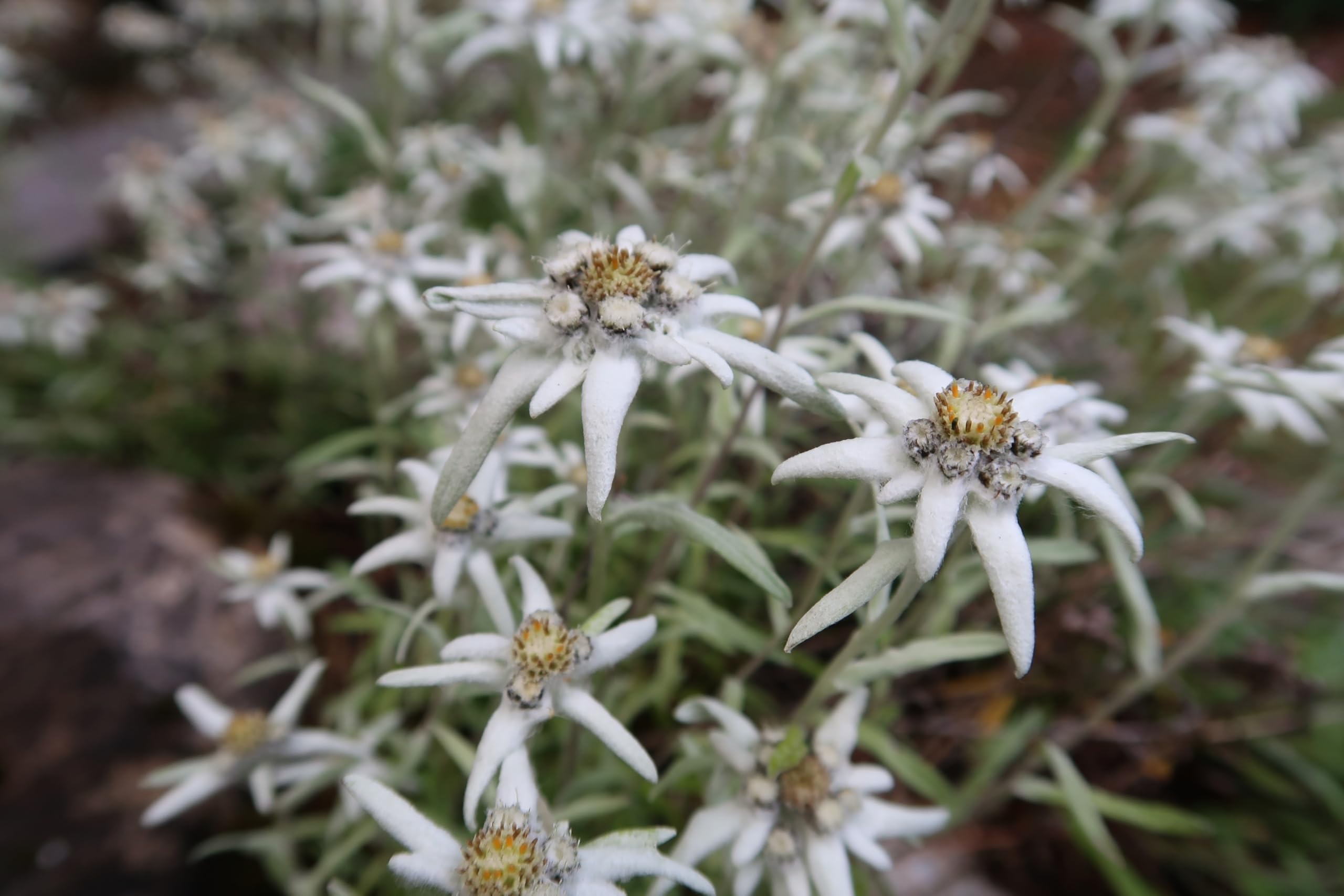 Stauden Gänge 10 x Leontopodium souliei 'Alpina White' Edelweiß winterhart