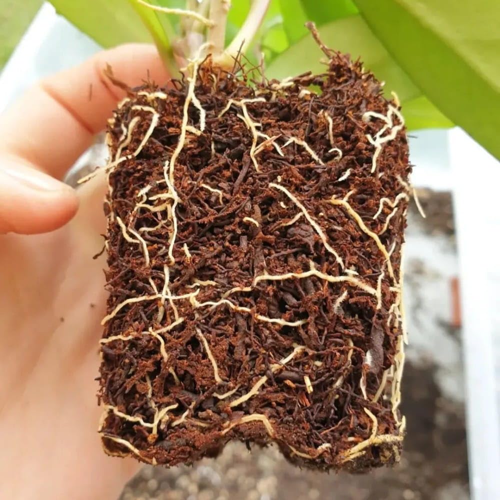 Premium Orchideenerde 40 Liter - Substrat für alle Orchideen aus 100% Baumfarnfasern - Professionelle Erde für Terrarien & Vivarien - 100% natürlich, biologisch, langlebig