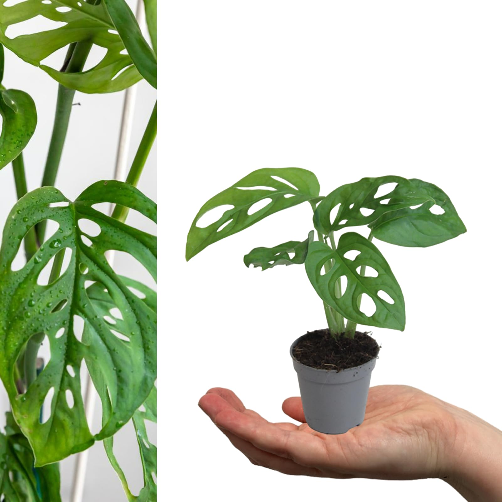 Carbeth Plants - 3 x Monstera obliqua Monkey Mask in 5cm Pot