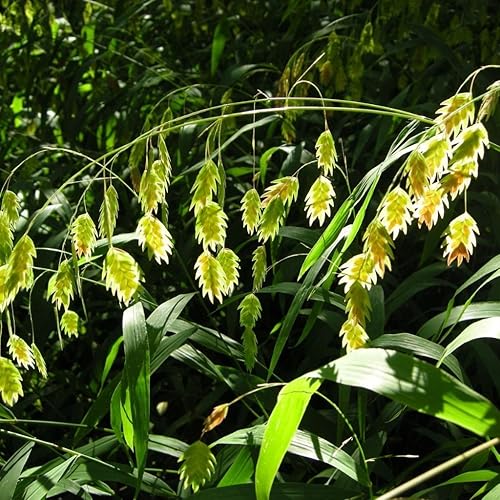 Semillas de Avena del Mar del Norte (Chasmanthium latifolium) - Paquete de 30 Semillas