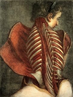 Female Back Muscles 1746 Poster Print by Science Source (24 x 36)