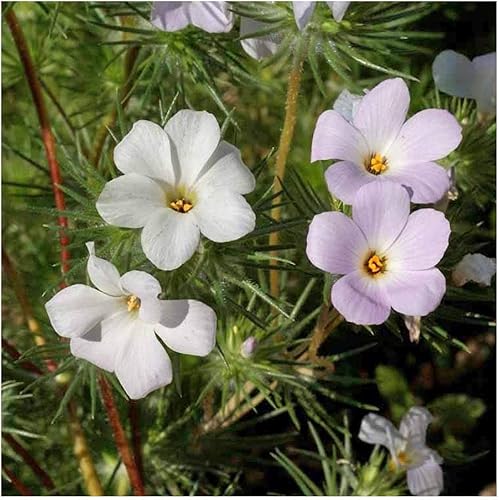 Miniatura 5 de Everwilde Farms - 2000 semillas de flores silvestres nativas de Mountain Phlox - Paquete de semillas jumbo Gold Vault