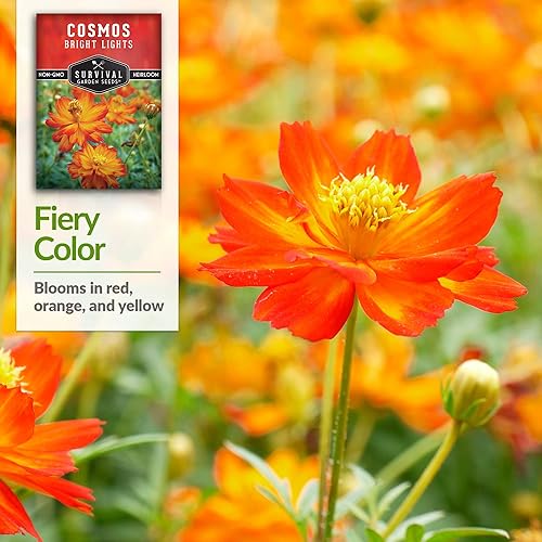 Miniatura 4 de Paquete de 5 semillas de cosmos Bright Lights para plantar, paquete con instrucciones para cultivar Cosmos Sulphureus en tu hogar, variedad de