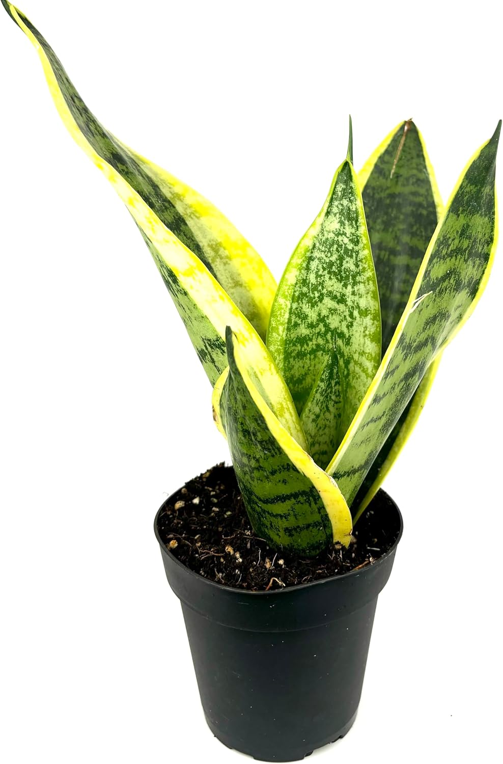 Sansaveria Futura Superba Snake Plant Air Purifying House Plant, 4" Pot