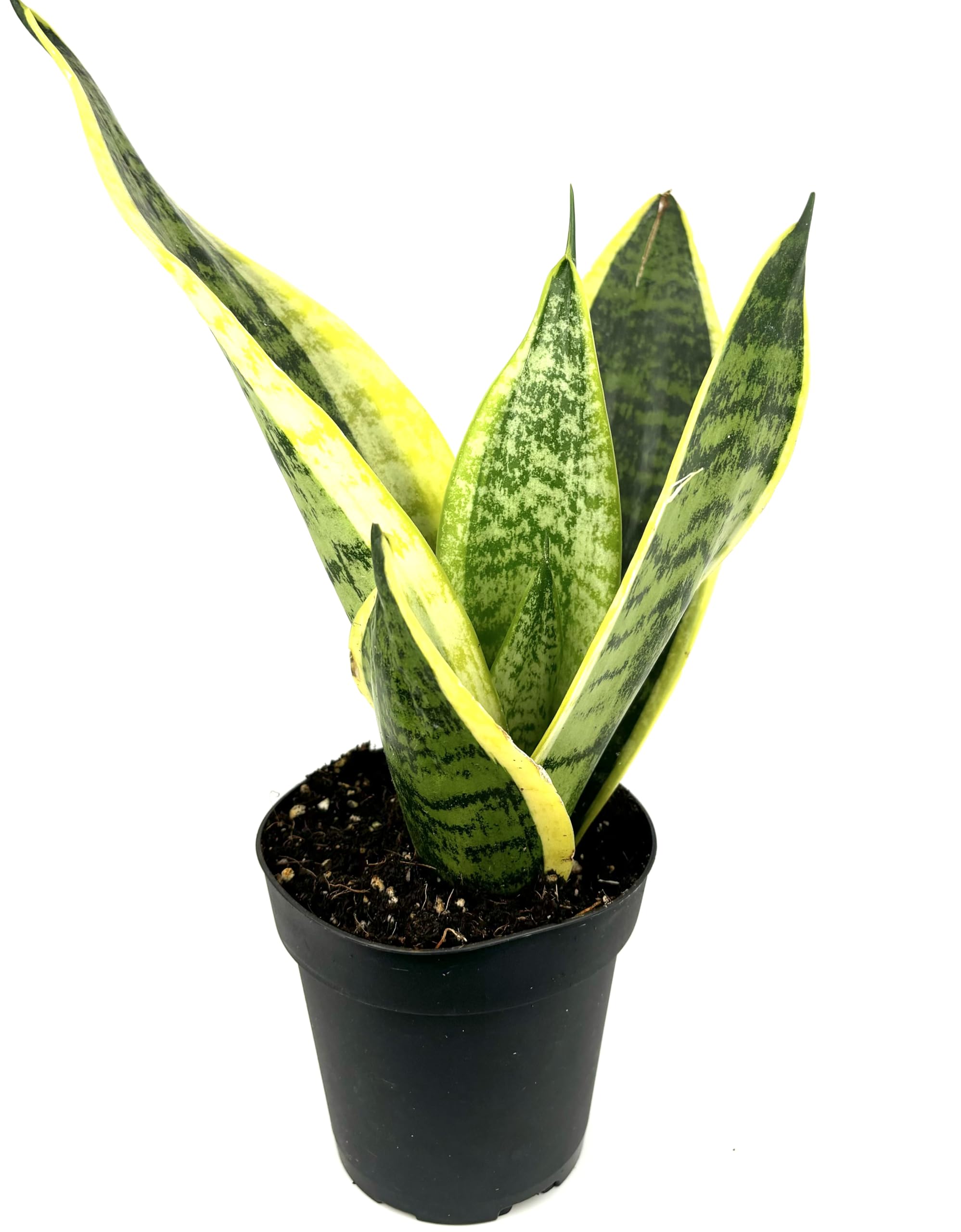 Amazon.com : Sansaveria Futura Superba Snake Plant Air Purifying House  Plant, 4" Pot : Patio, Lawn & Garden