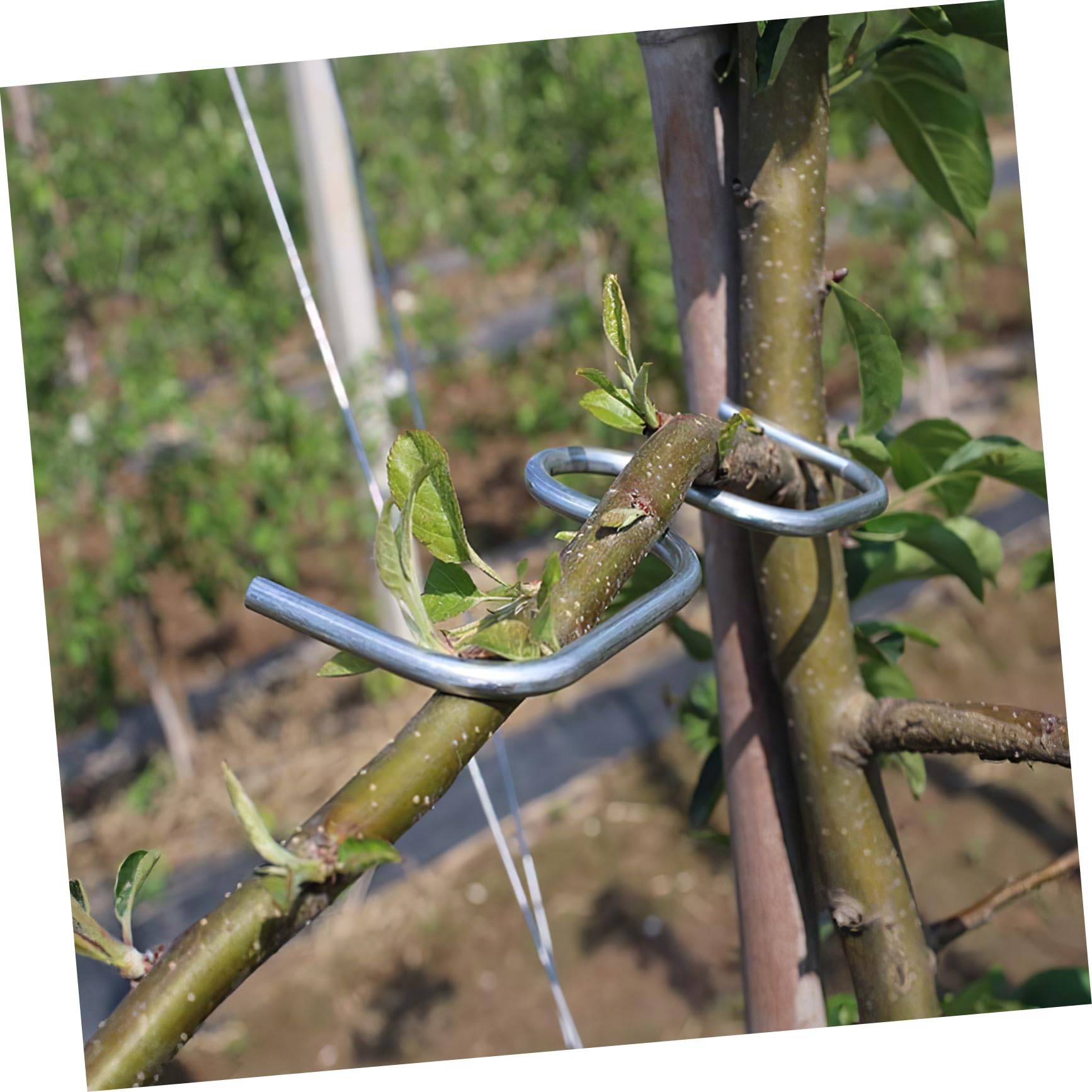 Toddmomy Baumzweigspreizer Und Astverteiler Für Obstbäume Gartenzweigklemmen Aus Kaltverzinktem Draht Baumformungswerkzeug Pflanzenausrichtung Und Wasserverteilung