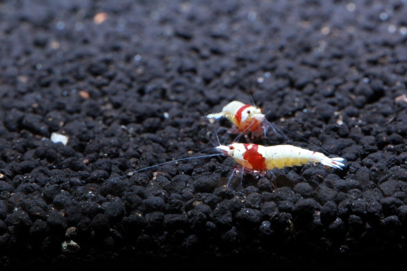 Crystal Red Shrimp SSS Grade Live Freshwater Aquarium Shrimp - 1/4 to 1/2 inch Long (10 Shrimp)