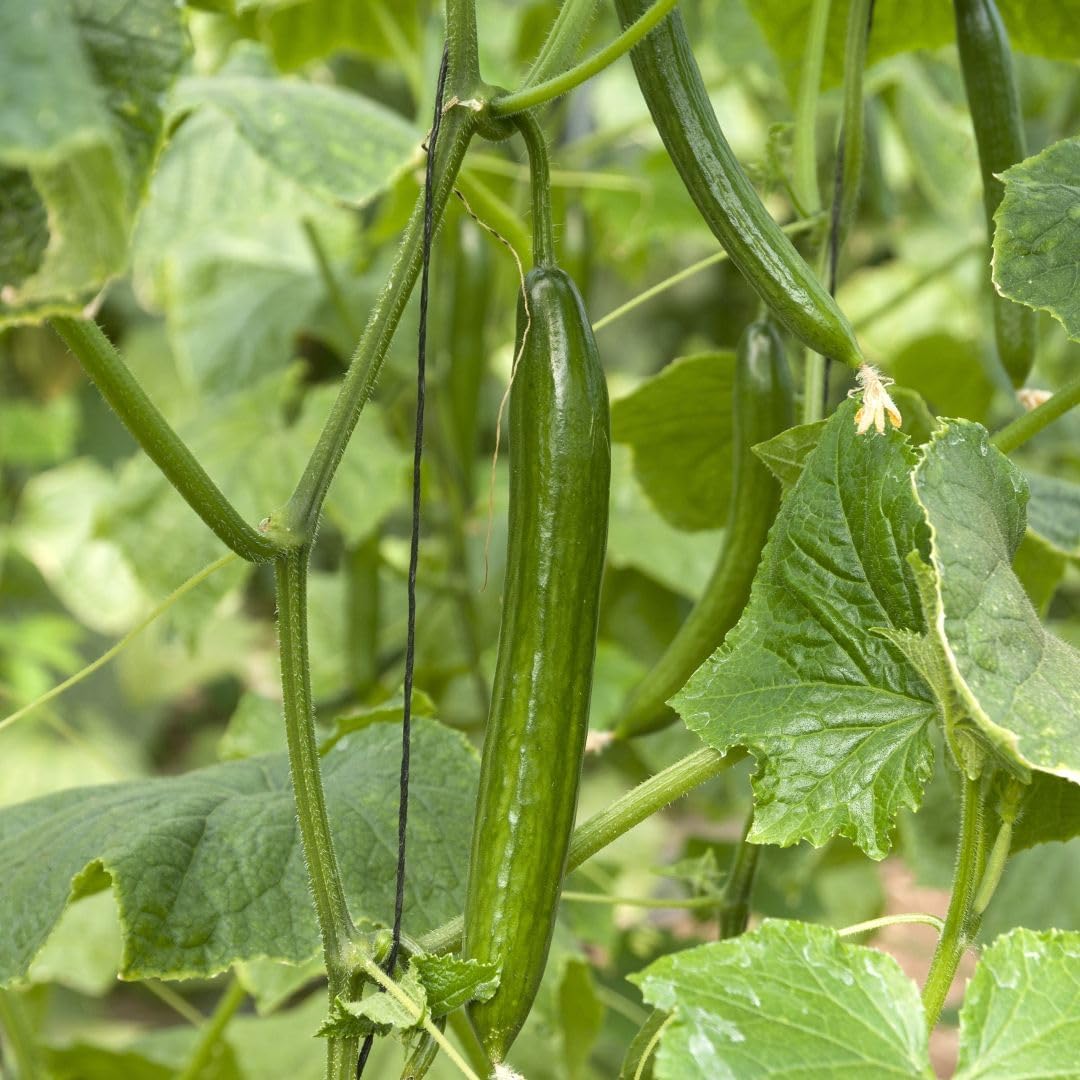 PREMIER SEEDS DIRECT - Cucumber - Telegraph - 40 Finest Seeds (Greenhouse)