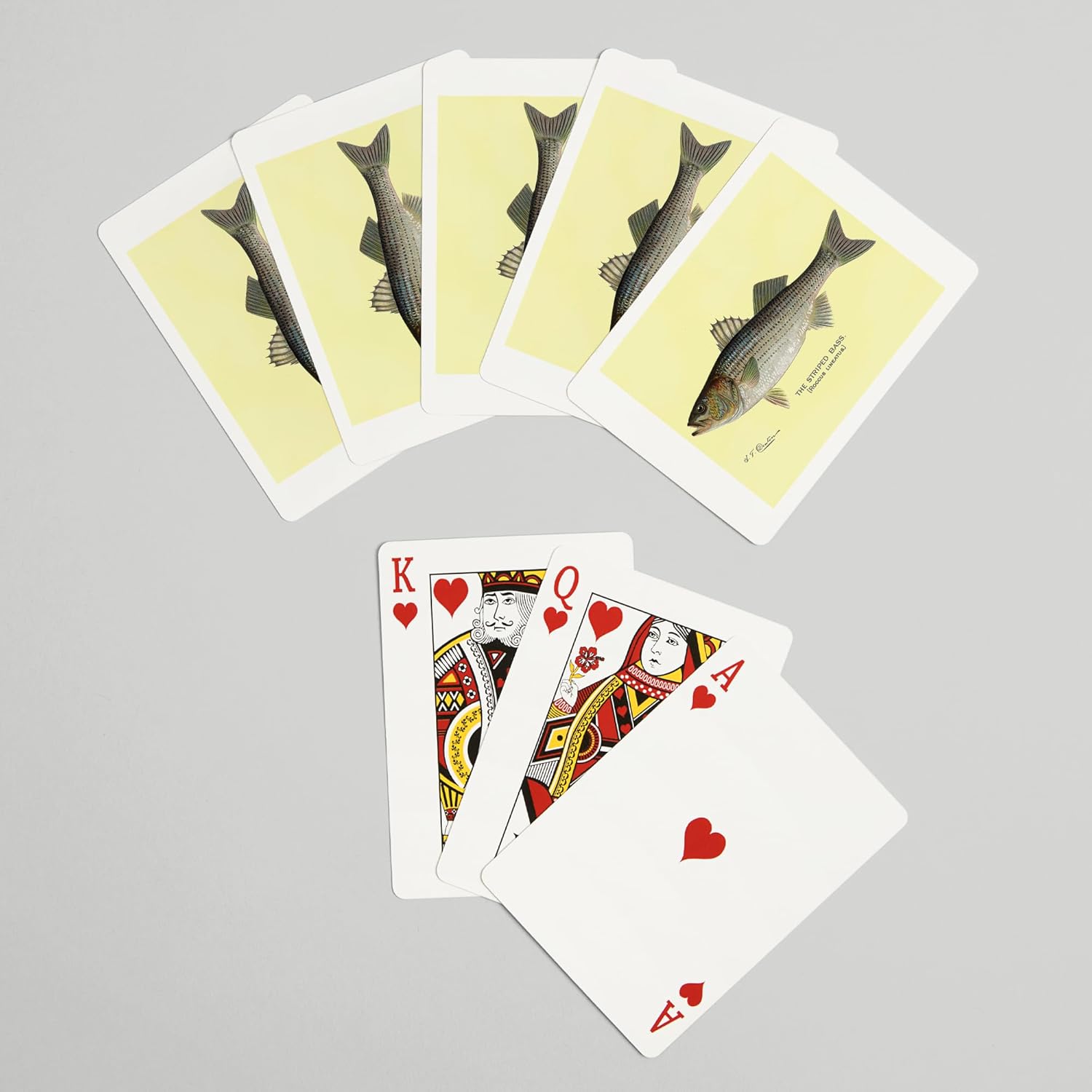 Lantern Press Striped Bass, Denton Fish Print, 52 Playing Cards for Adults, Poker Size Card Deck