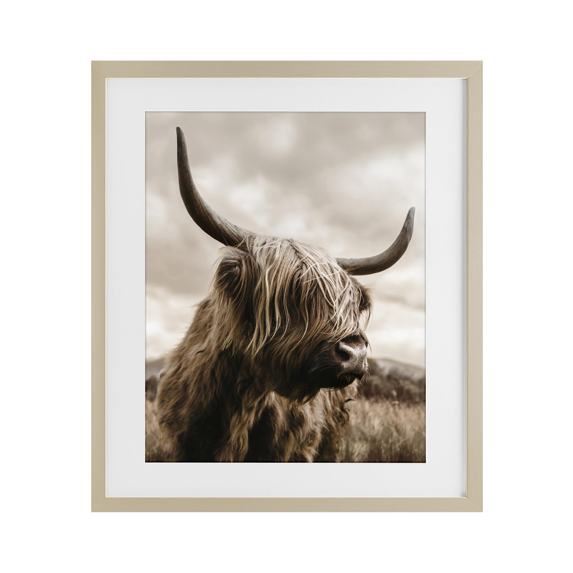 'Highland Cow on Windswept Moor'| Framed Print Under Glass