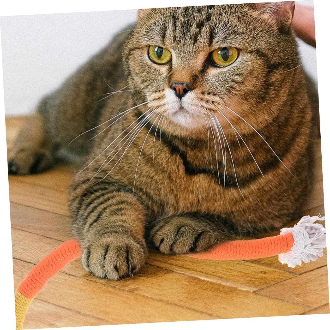 POPETPOP 15 Pièces Jouets De Corde À Mâcher pour Chat Jouets De Meulage De Voiture De Chat pour Chats D'Intérieur De Poignée De Chat d'herbe À Chat De Morsure