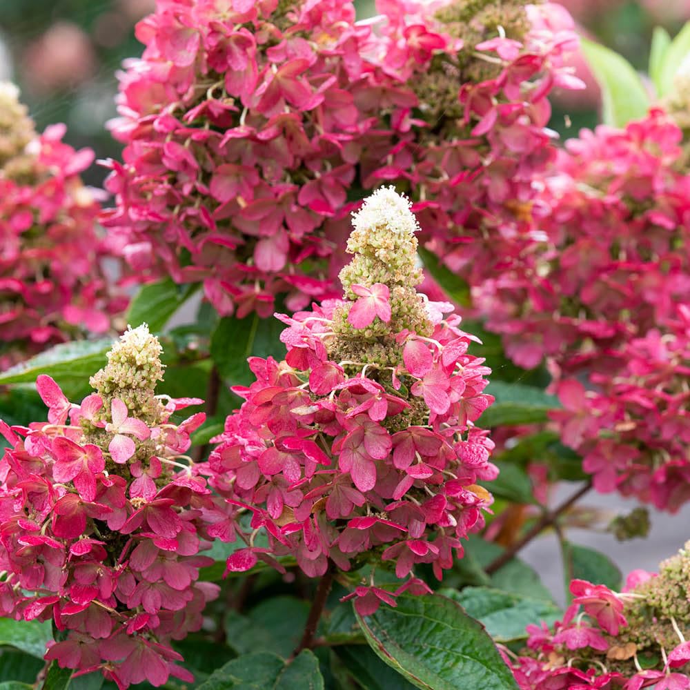YouGarden Hydrangea 'Magical Vesuvio', Established Plant in 3 Litre Pot, Garden Colour, Easy To Grow, Hardy