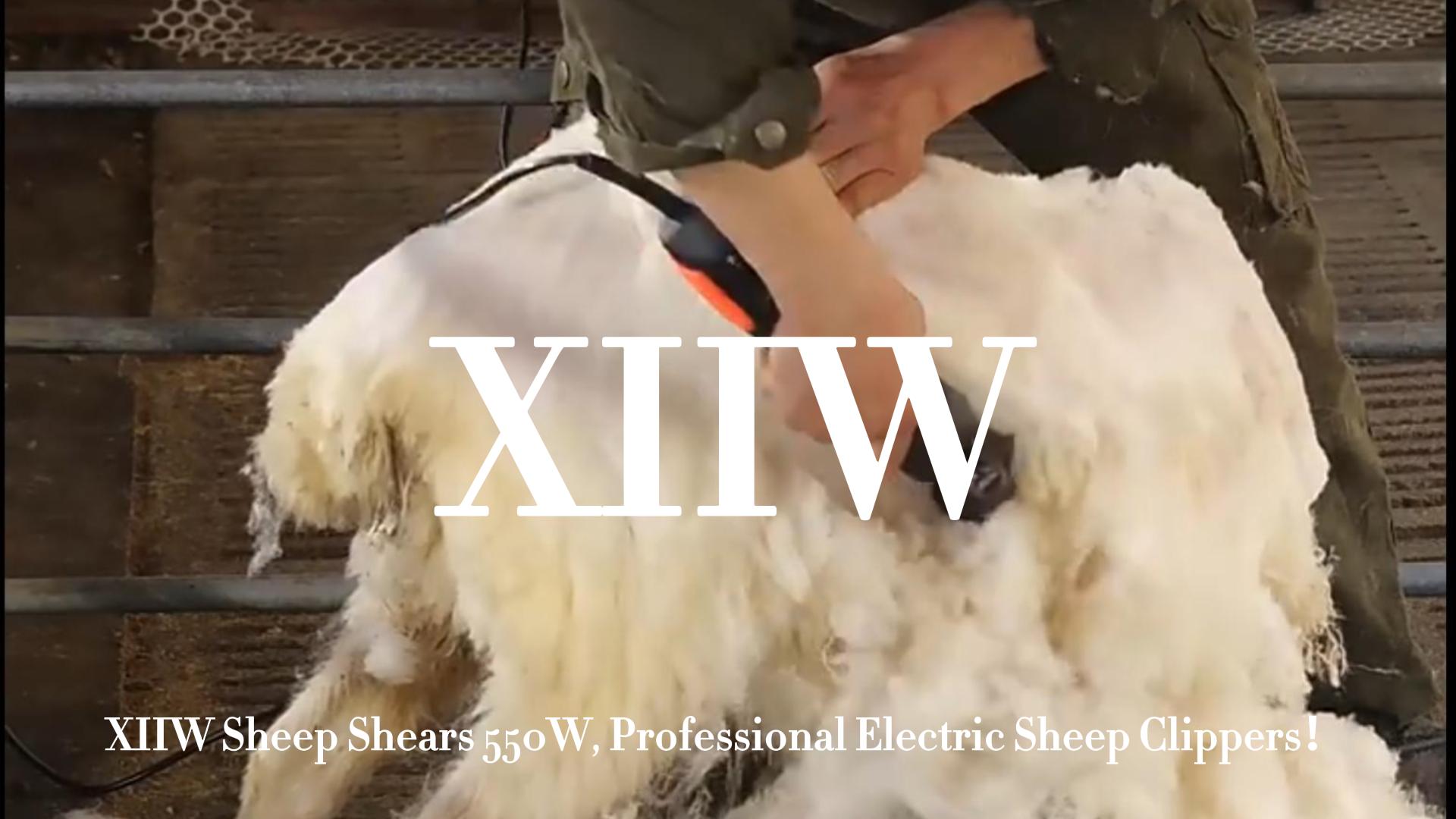 Sheep 専用 Amazon.com: XIIW Sheep Shears 550W, Professional Electric