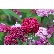 Sweet William, Hardy Perennial Flower Seeds Variety Mixed Pack, 2,000-100,000 Seeds 2000 Seeds, 2g