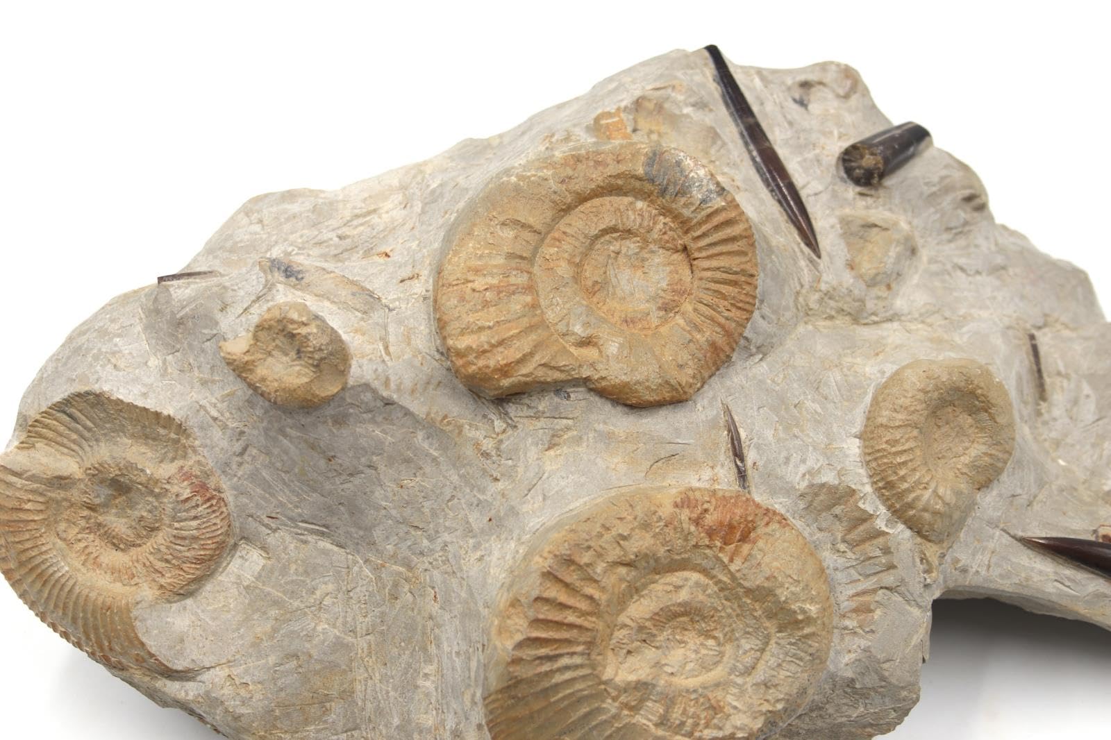 Belemnite & Perisphinctes Ammonite Fossil Jurassic #18185