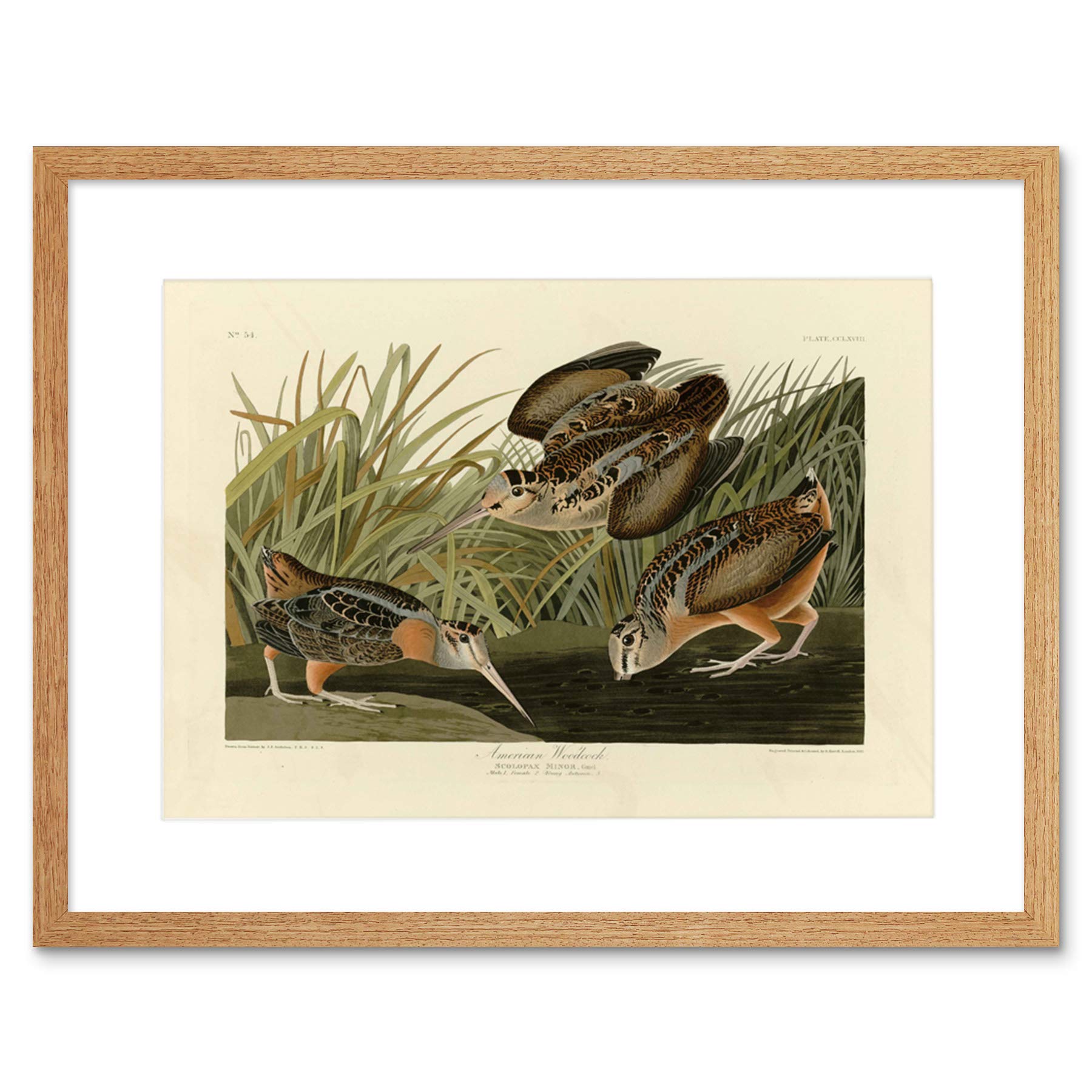 Wee Blue Coo Painting Book Page Birds America Audubon American Woodcock Framed Wall Art Print