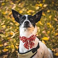 Vista 3 de Maca Bates Fall Maple Leaf Dog Collar with Sailor Bow Tie for Extra Small Girl,Boy,Autumn Foliage Puppy Collars with Bowtie Breakaway Adjustable