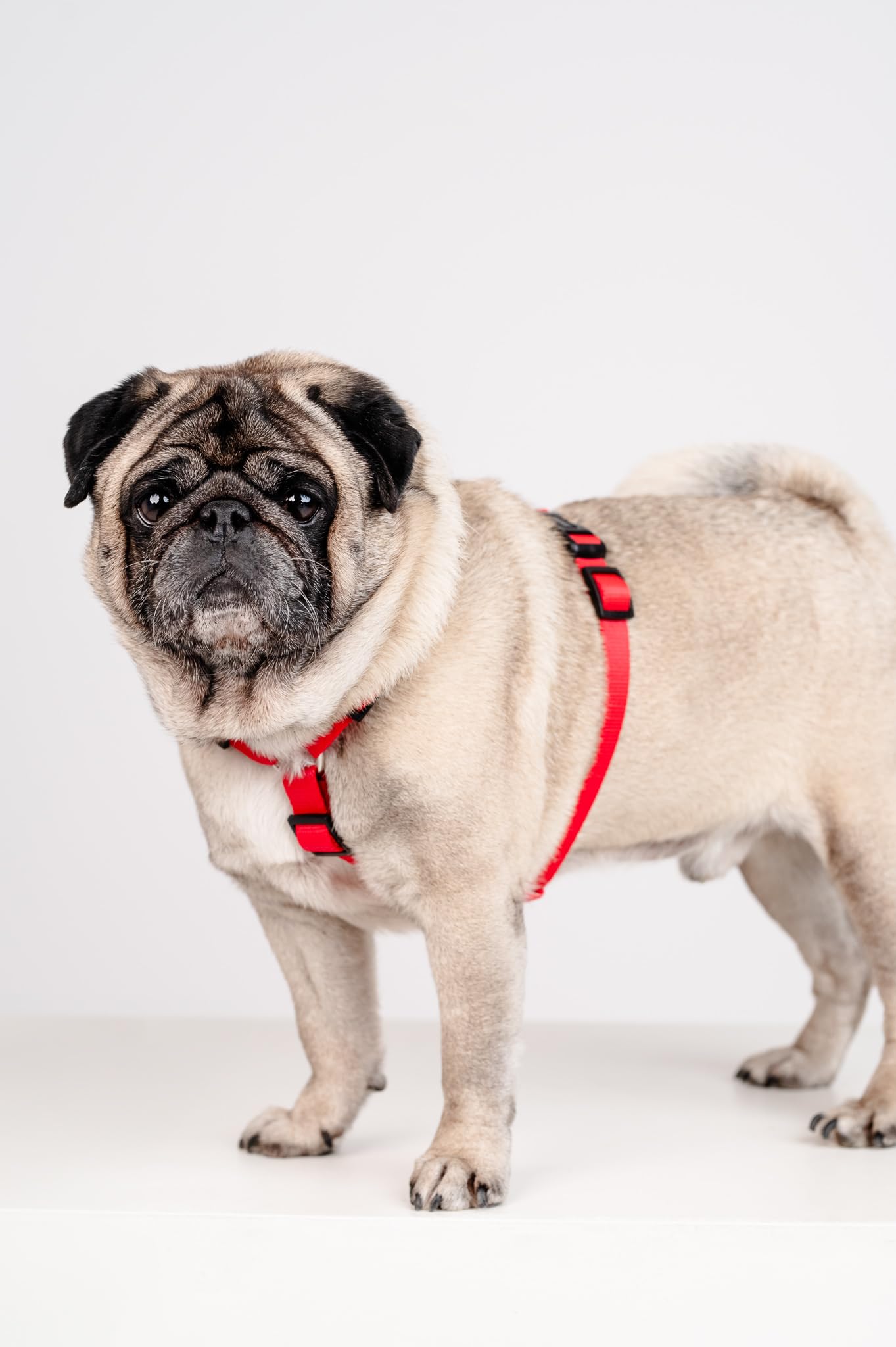 Chaba Guard Hundegeschirr für kleine und mittelgroße Hunde mit Kontrolle, Anti-Zug & Würgen, Verstellbar, Bequem und Leicht, Classic Step-in Brustgeschirr, Dog Harness, Größe M, ROT