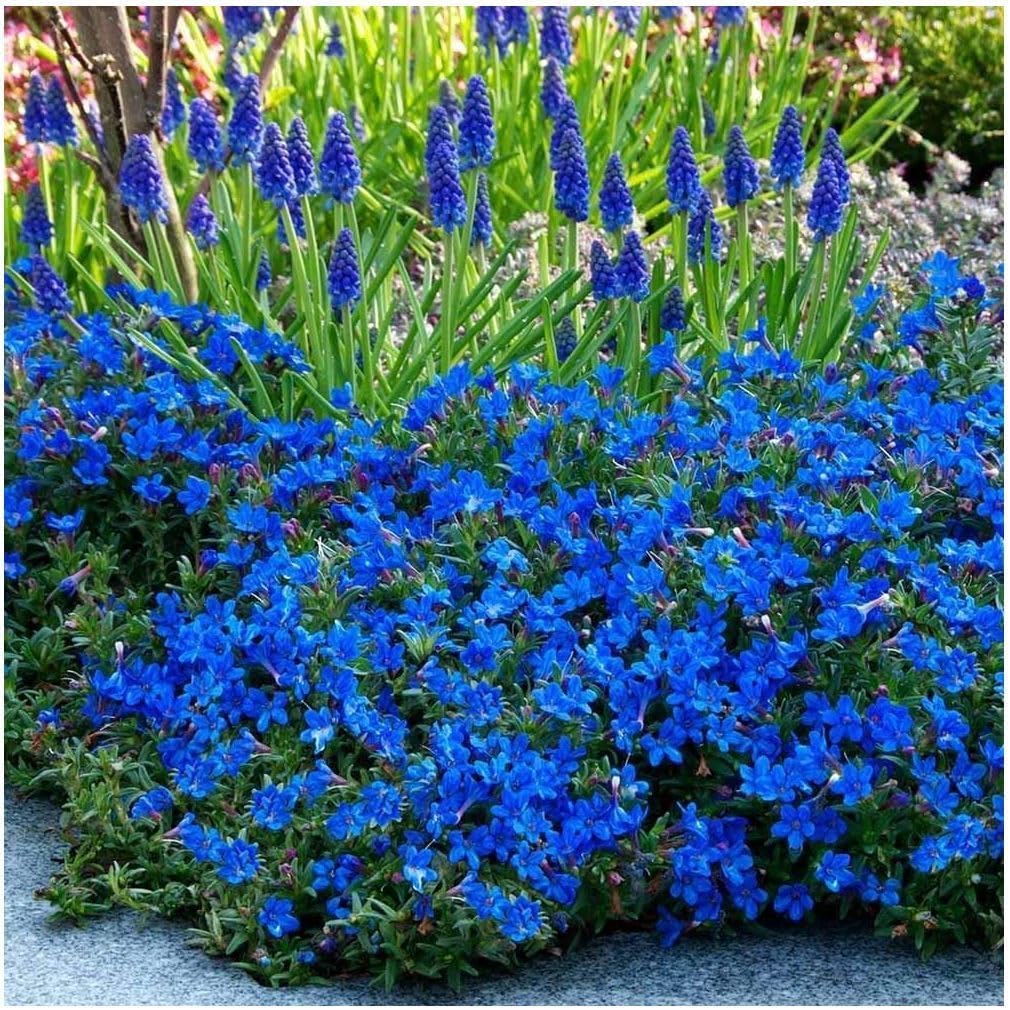 GrowOn Shrubs [1 Litre] Lithodora Diffusa ‘Heavenly Blue’ | Evergreen Shrub | Outdoor Garden Ready Plant | Spring and Summer Flowering | Deep Blue Flowers