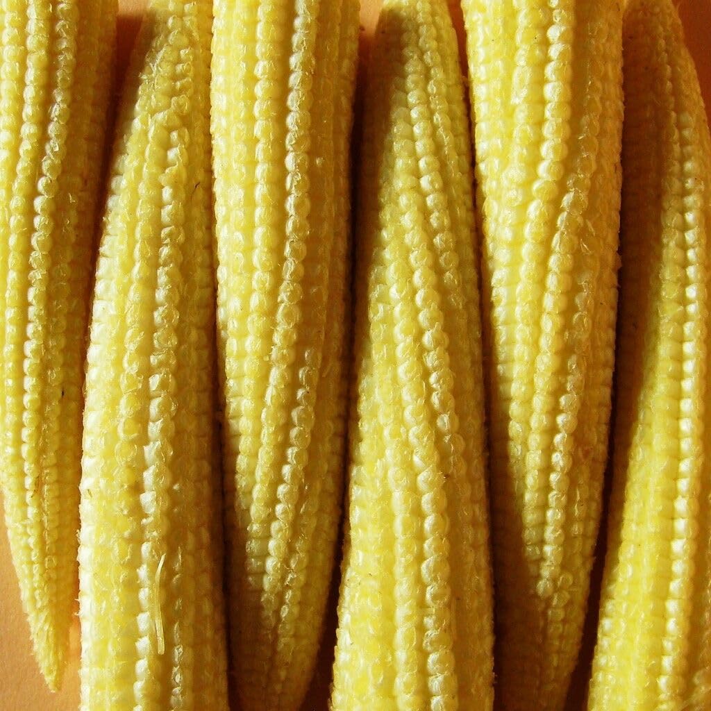 Buy4seeds Sweet Corn MINIPOP F1 MINITURE 150 Seeds Easy to Grow Garden Yard Patio