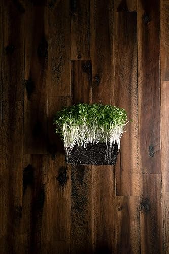 Miniatura 5 de Arugula Microgreen Seeds - Bolsa resellable de 1 libra a granel  Verdes picantes y sabrosos  Semillas tradicionales sin OMG  Ensalada de cohete por