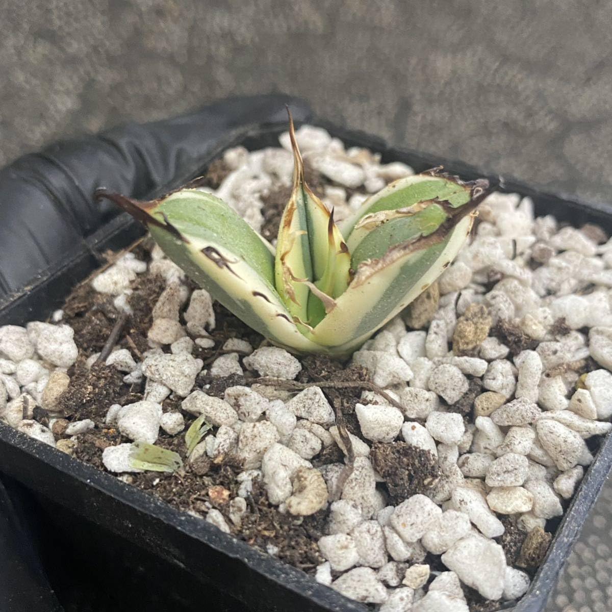 Amazon.co.jp: 多肉植物 アガベ チタノタ スナグルトゥース 子株 発根