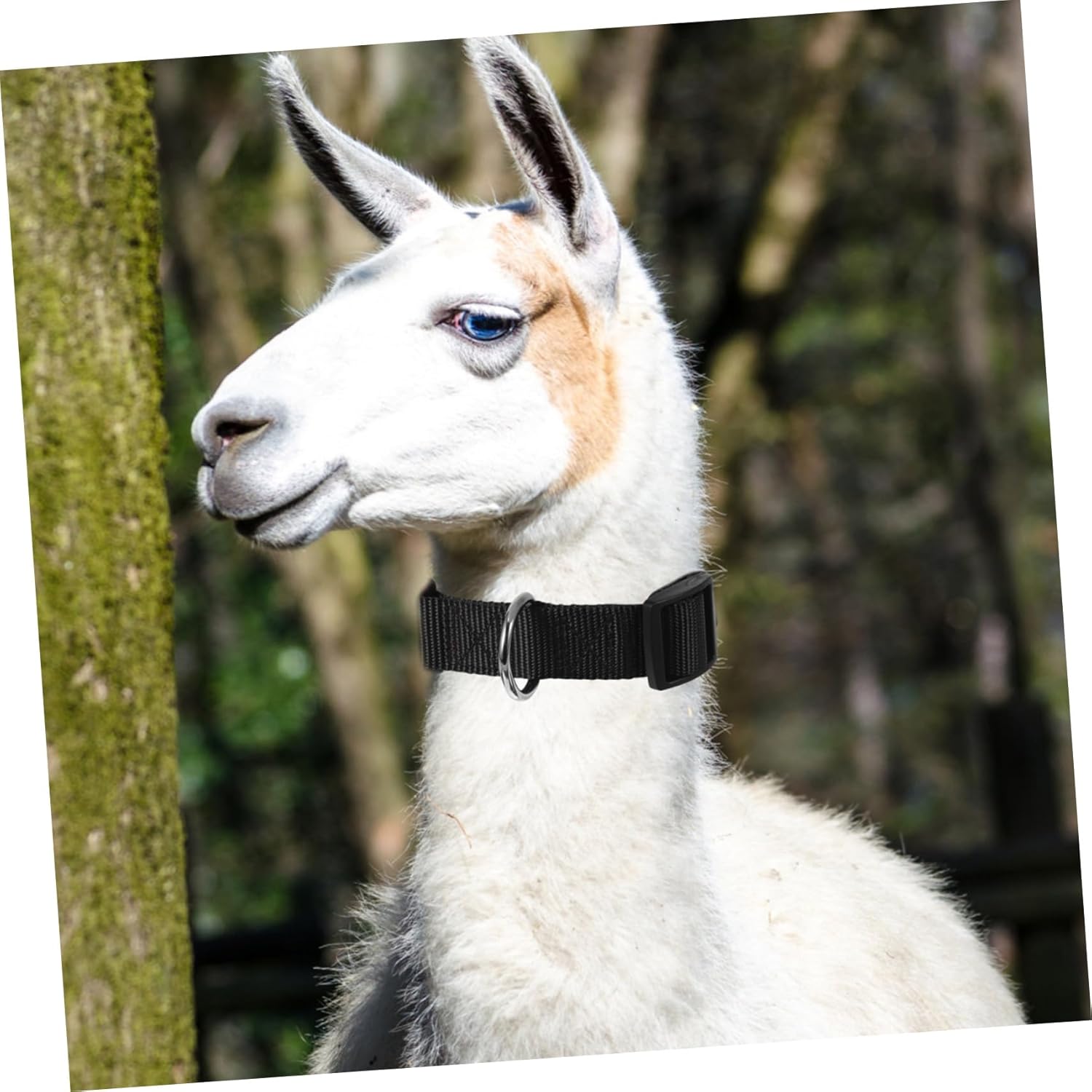 POPETPOP 10pcs Adjustable Goat Sheep Collars High-Density Webbing for Livestock Comfortable Fit Easy for Cows Horses Animals