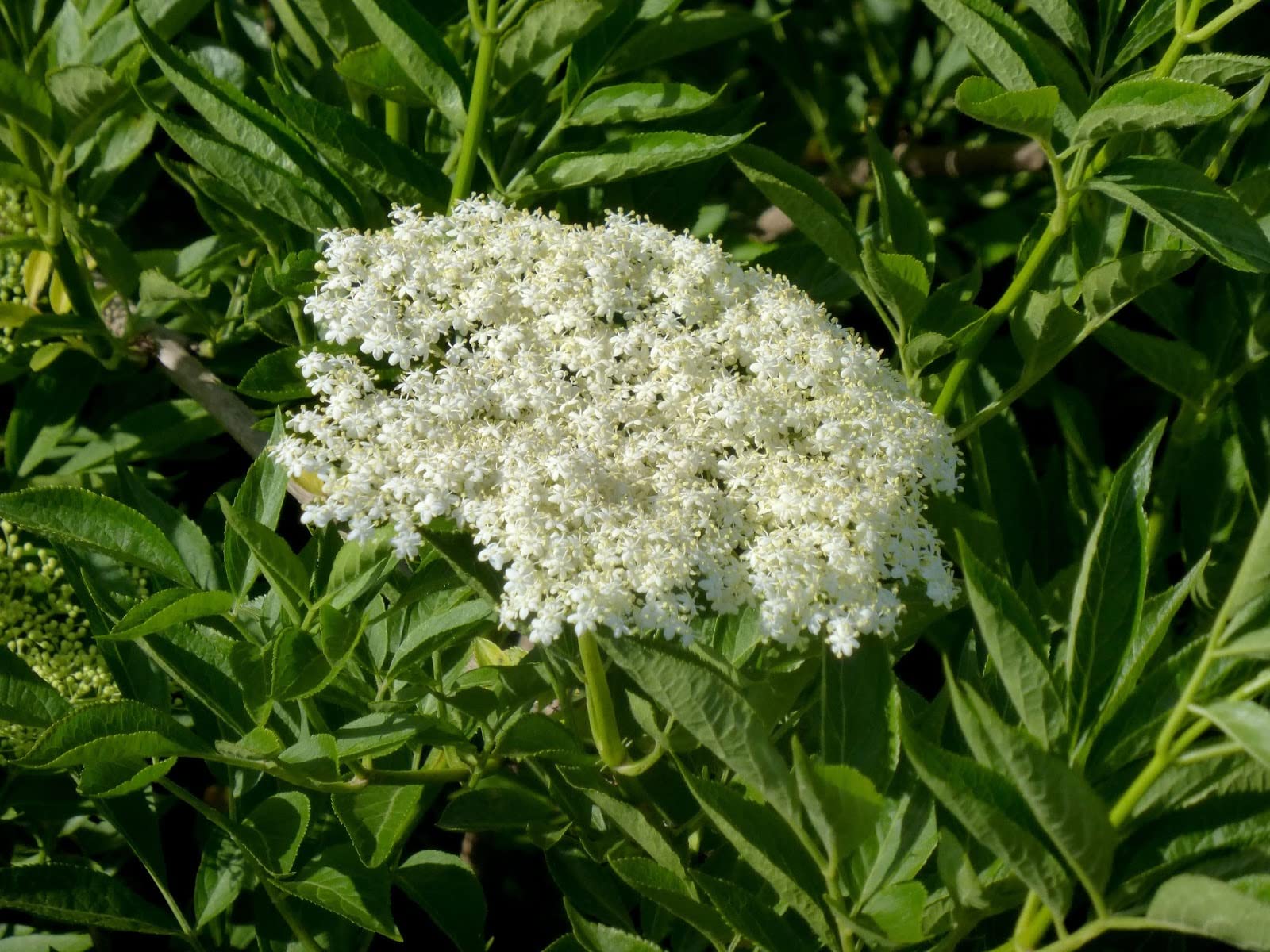 50 Semi di Sambucus Nigra (Elder o Black Elder)