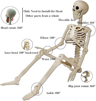 Skeleton Halloween Decorations Outdoor Indoor - 2Pcs 36 1Pcs 16 Posable Plastic Skeleton, Movable Joints Full Body Bones,Funny Halloween Decor for Party,Porch,Haunted House,Yard, Garden,Graveyard