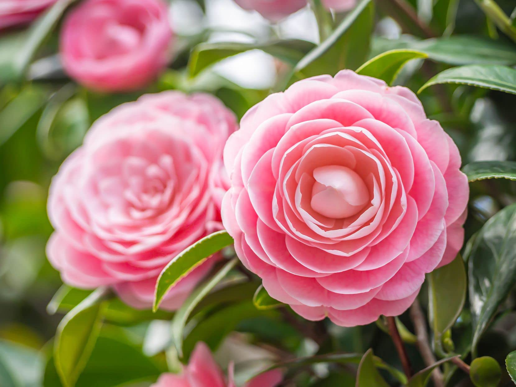 New Fresh 30pcs Camellia Japonica Flower Seeds Generic