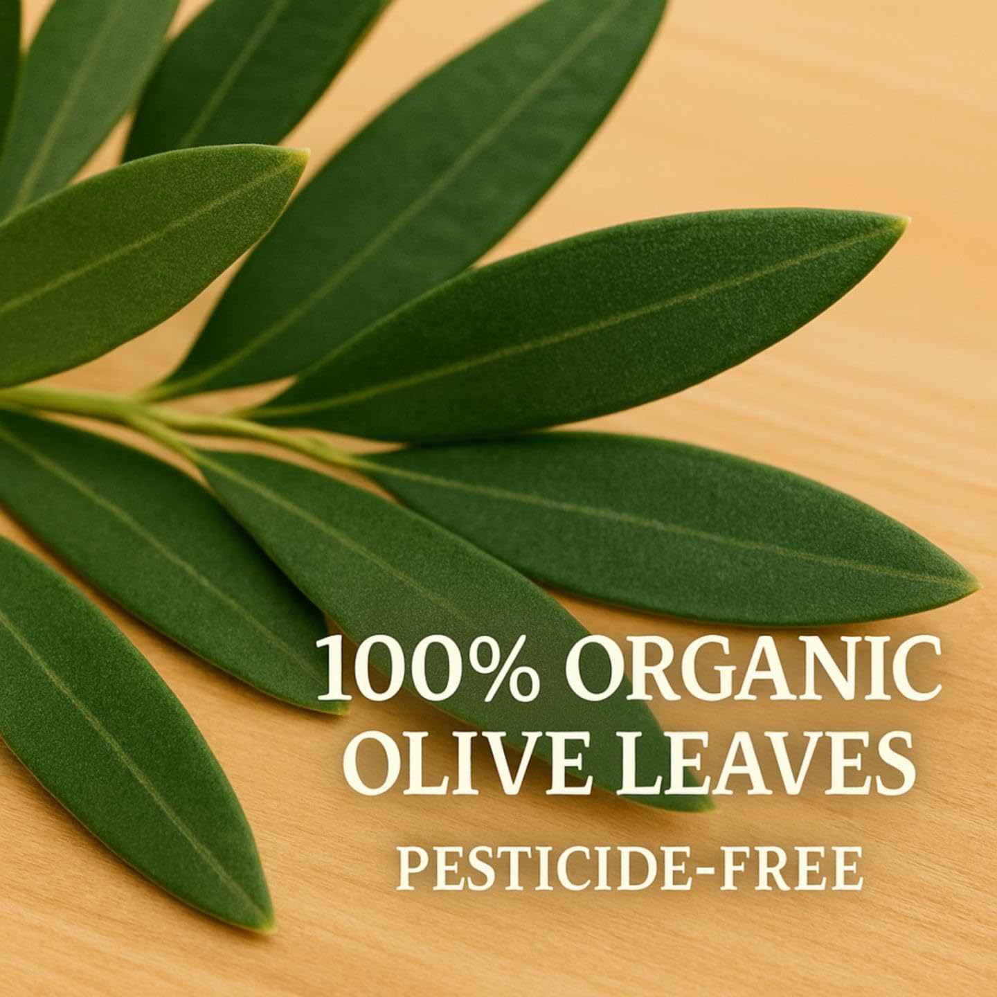 Organic Olive Leaf Tea (60 tea bags | 120 servings | 3.6 oz | 102g)