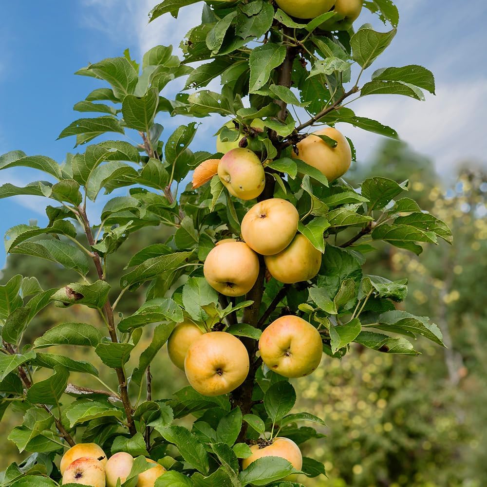 Generic Golden Sentinel Columnar Apple Tree, Yellow Apple, 2-3 ft Tall, 5 gal. Nursery Pot