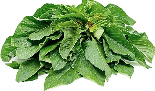 Semillas de amaranto "Green Leaf" – Espinaca china suave también conocida como Xian CAI – Amaranthus mangostanus 'Lu Hsien' | Nunca transgénicos,