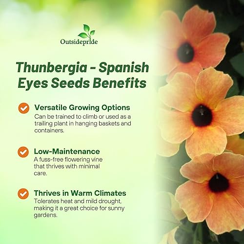 Miniatura 3 de Outsidepride 20 Semillas Anuales Melocotón Español Ojos Thunbergia Black Eyed Susan Semilla de flor de vid para plantar