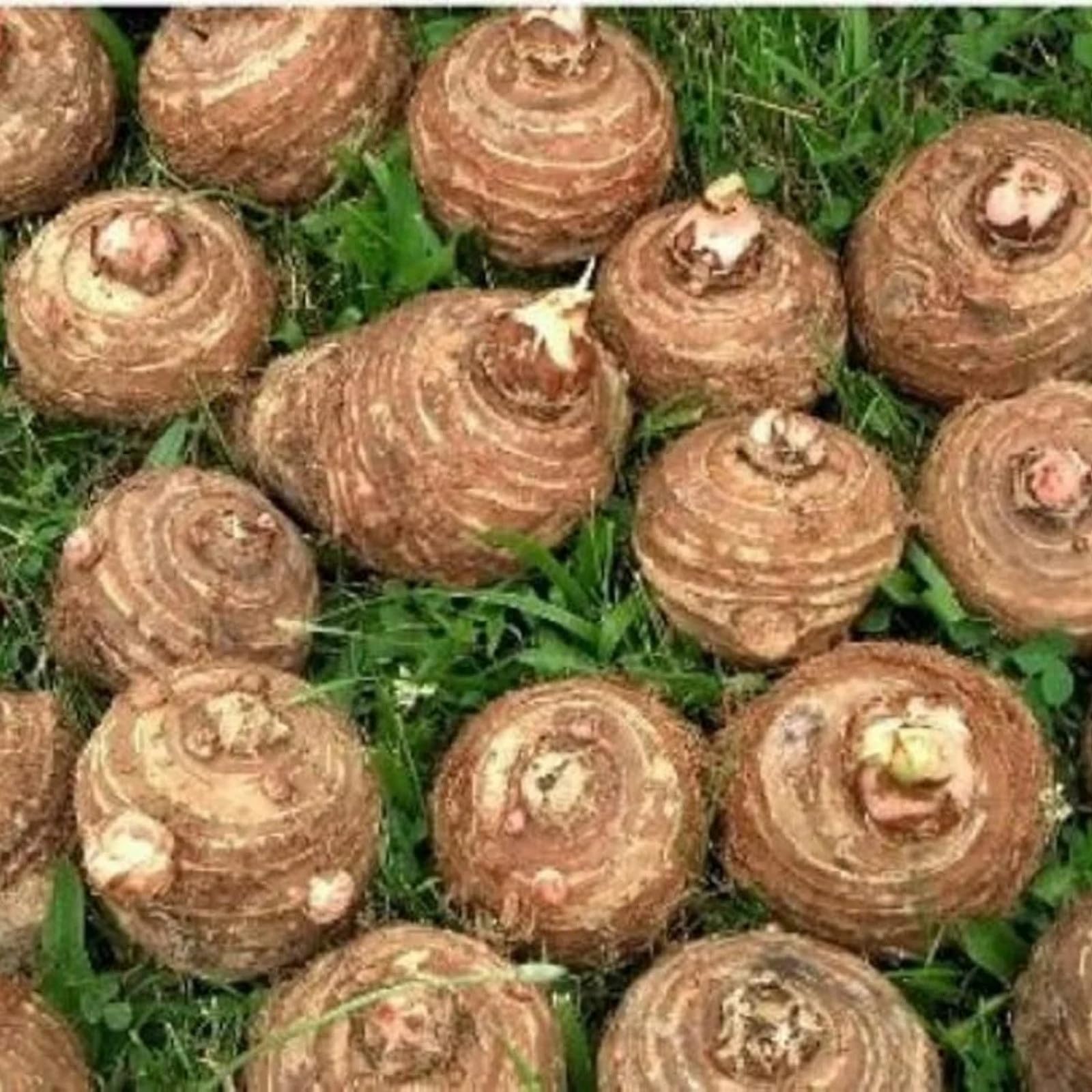 Perenne/Bulbo oreja de elefante/Oreja de Elefante Poderosa/Embellecimiento del jardín/Hojas Enormes de Oreja de Elefante/Paisajismo de Jardín-8pcs-F