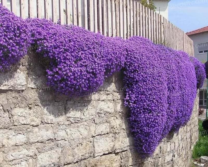 Miniatura 2 de Más de 20000 semillas de tomillo rastrero para plantar, plantas perennes de cobertura del suelo, flores, reliquia sin OMG (morado)