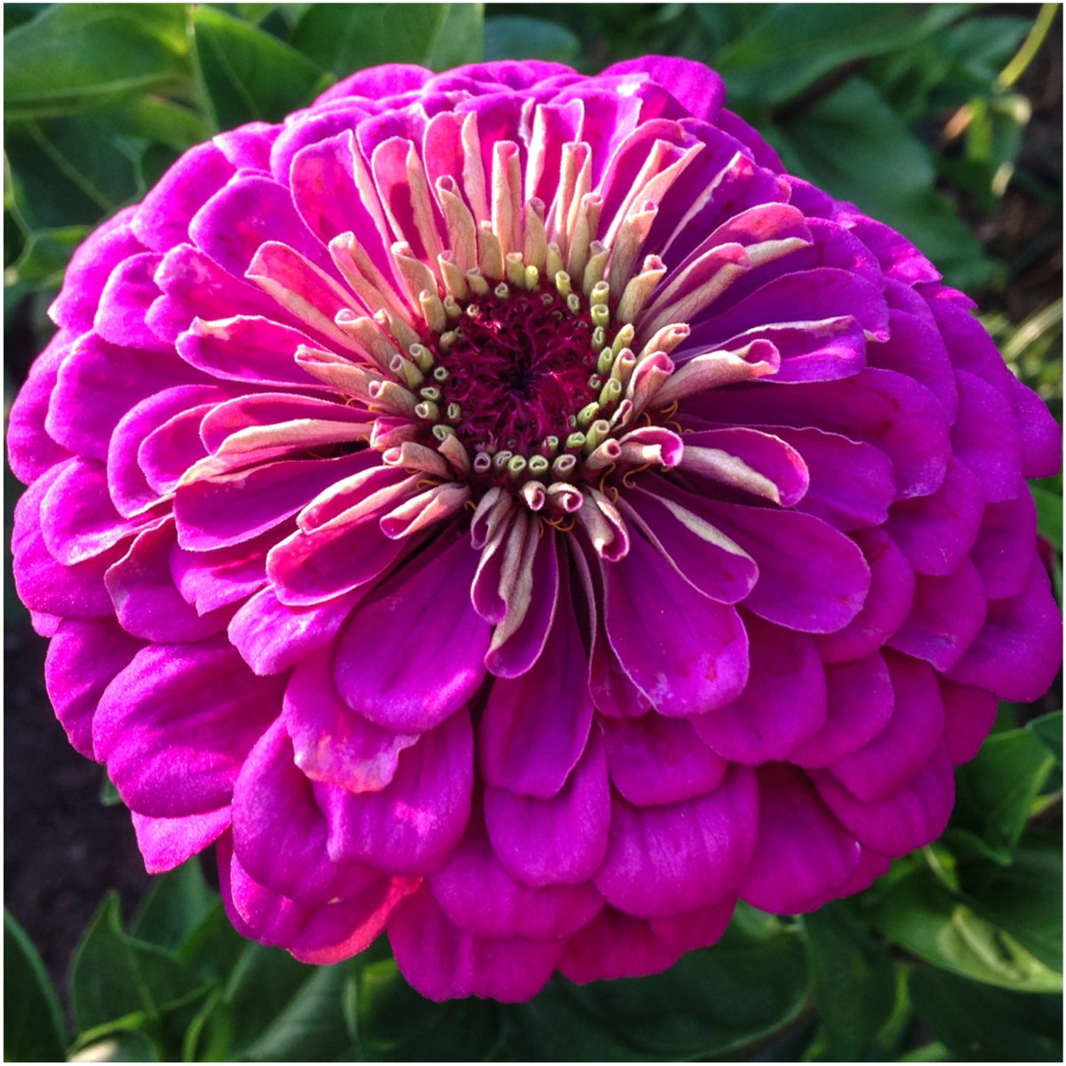 250 Violet Queen Zinnia Seeds – Heirloom, Purple Double Dahlia Flower Seeds By Seedville USA-796951