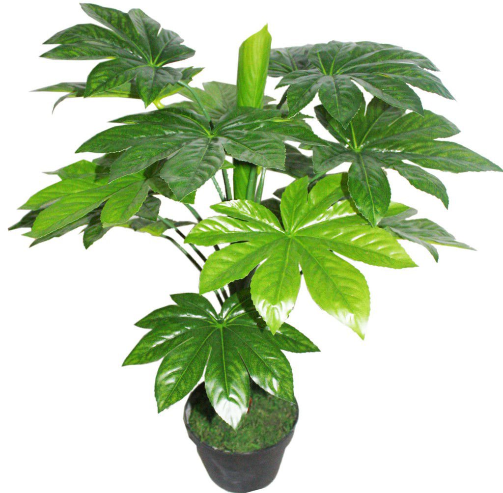 10 + Aralia Giapponese (Fatsia Japonica) Semi Ornamental Bonsai Albero  Arbusto I72 (10 Semii) : Amazon.com.be: Garden