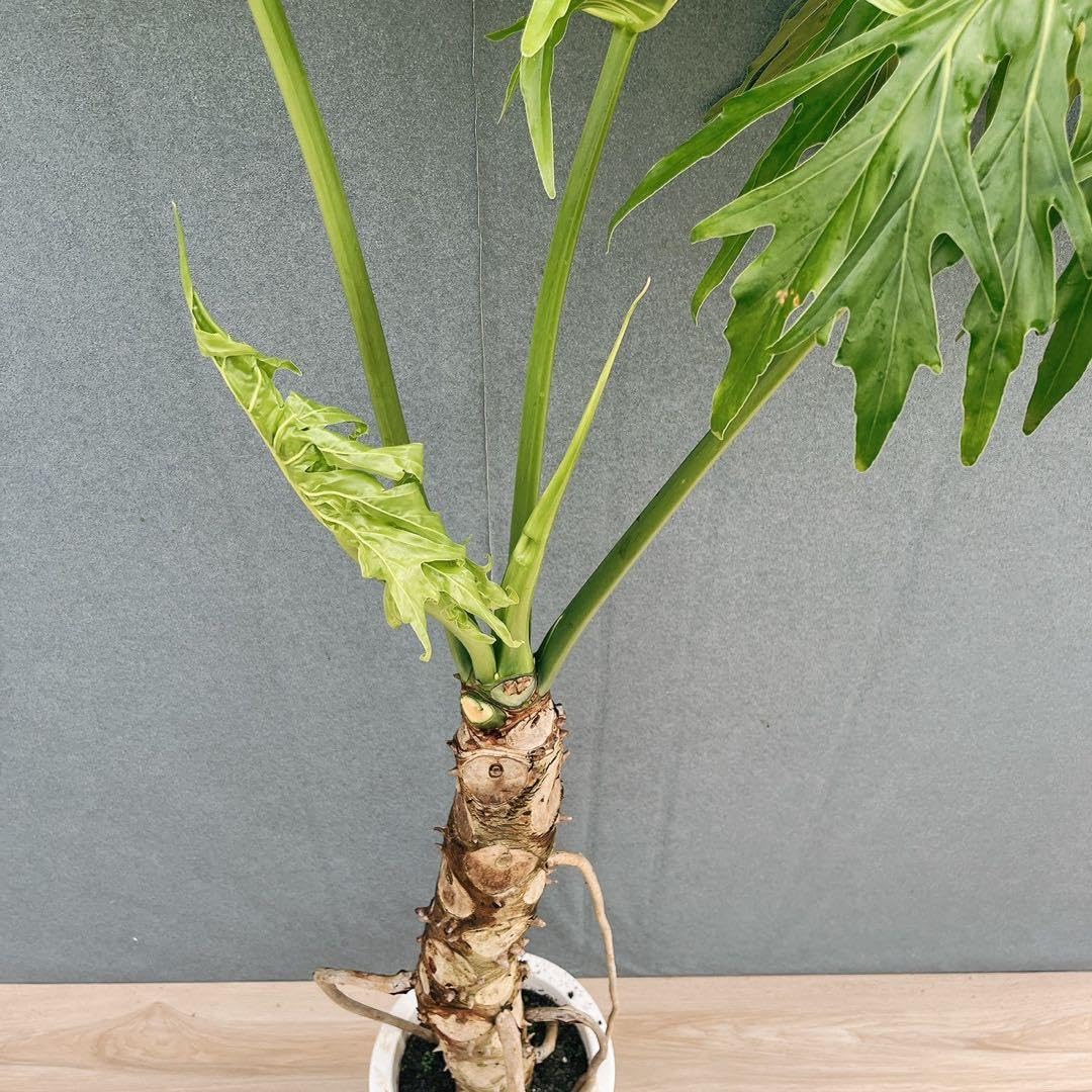 ［現品］9番　フィロデンドロン　セローム　幹上がり　8号　観葉植物　大型　室内 Amazon.co.jp: フィロデンドロン セローム 幹上がり 8号 観葉植物 室内