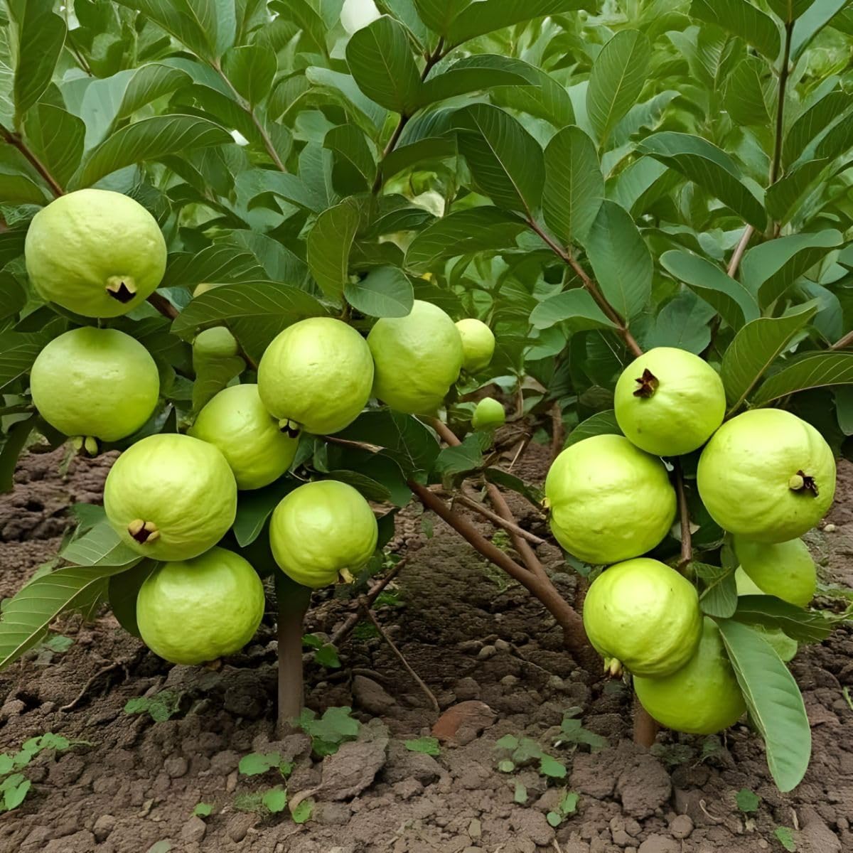 Bhumi Enterprise Original Sweet Baruipur Guava (Air Layerd) Live Plant Fruit Tree Amrud Rare Apple Guava (Fruit After 1 Year)-image-9
