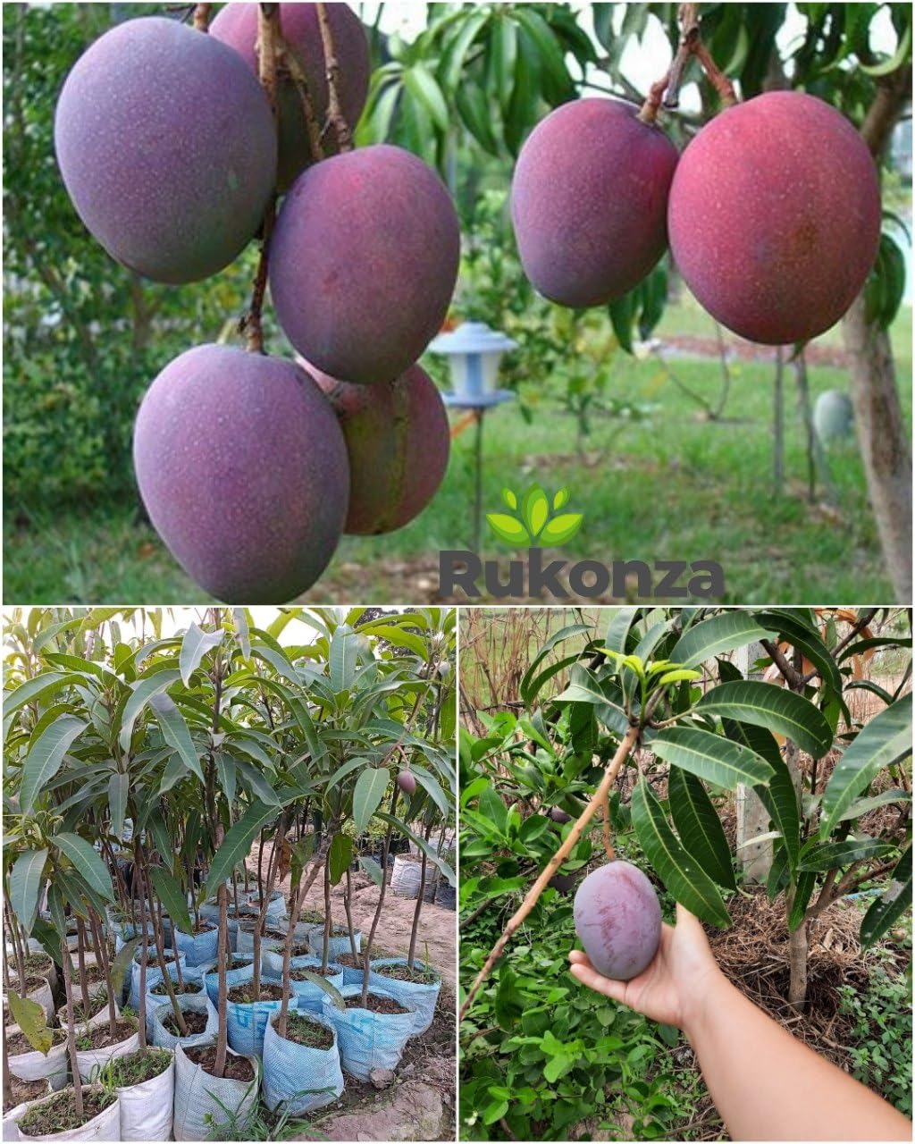 Rukonza Purple Miyazaki Mango Original Grafted Plant, Combo Pack of 2 Live Tree - Japanese Variety Hybrid Fruit Plant Height 3-4 Feet (B0D97ND6FH) Amazon Price History, Amazon Price Tracker