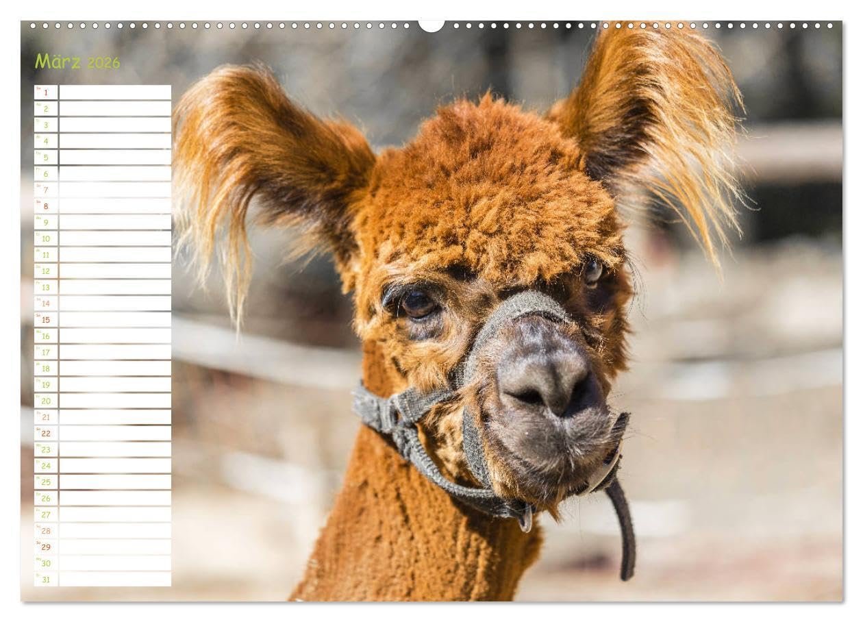 Alpakas: Wollige Kleinkamele aus Südamerika - Edition lustige Tiere (hochwertiger Premium Wandkalender 2026 DIN A2 quer), Kunstdruck in Hochglanz: ... Wuschelköpfe aus den Anden (CALVENDO Tiere)